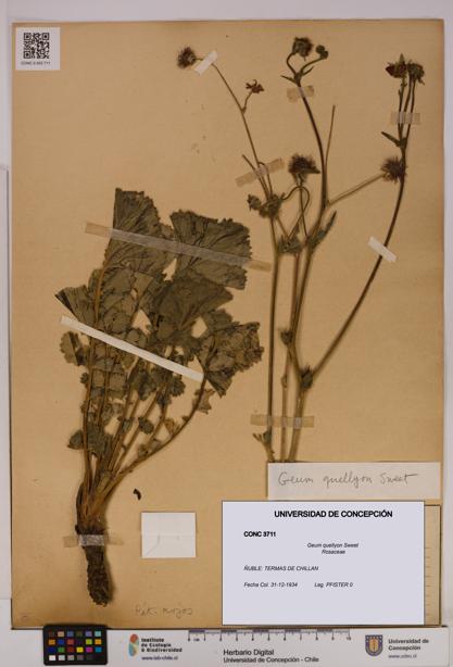 Geum quellyon [Espécimen: UDEC:CONC:0003711]