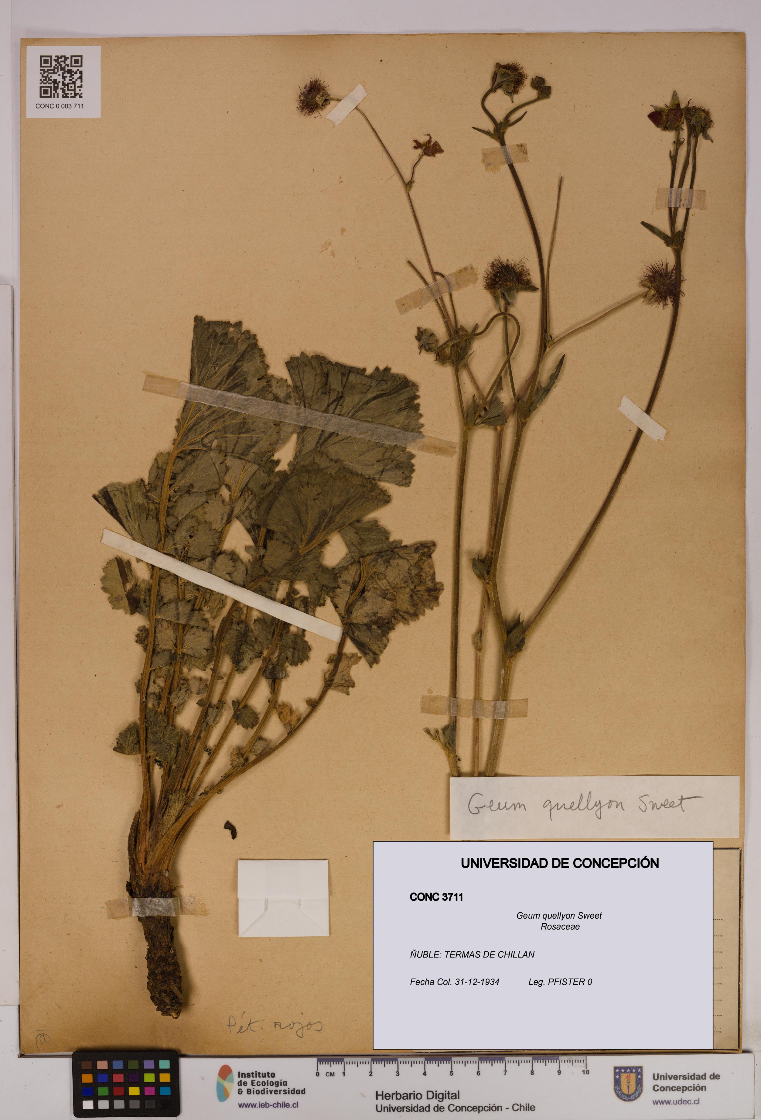 Geum quellyon [Espécimen: UDEC:CONC:0003711]