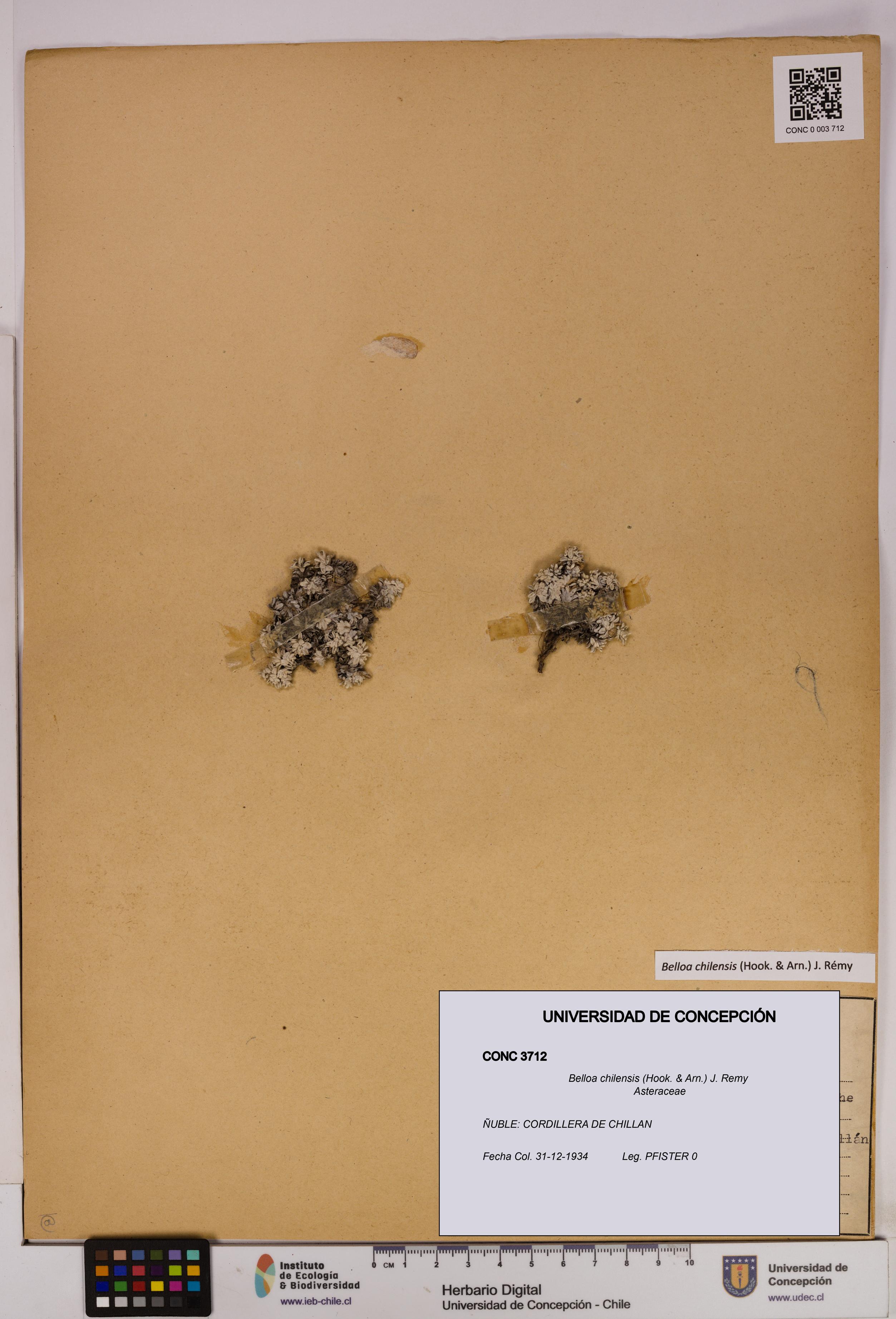 Belloa chilensis [Espécimen: UDEC:CONC:0003712]