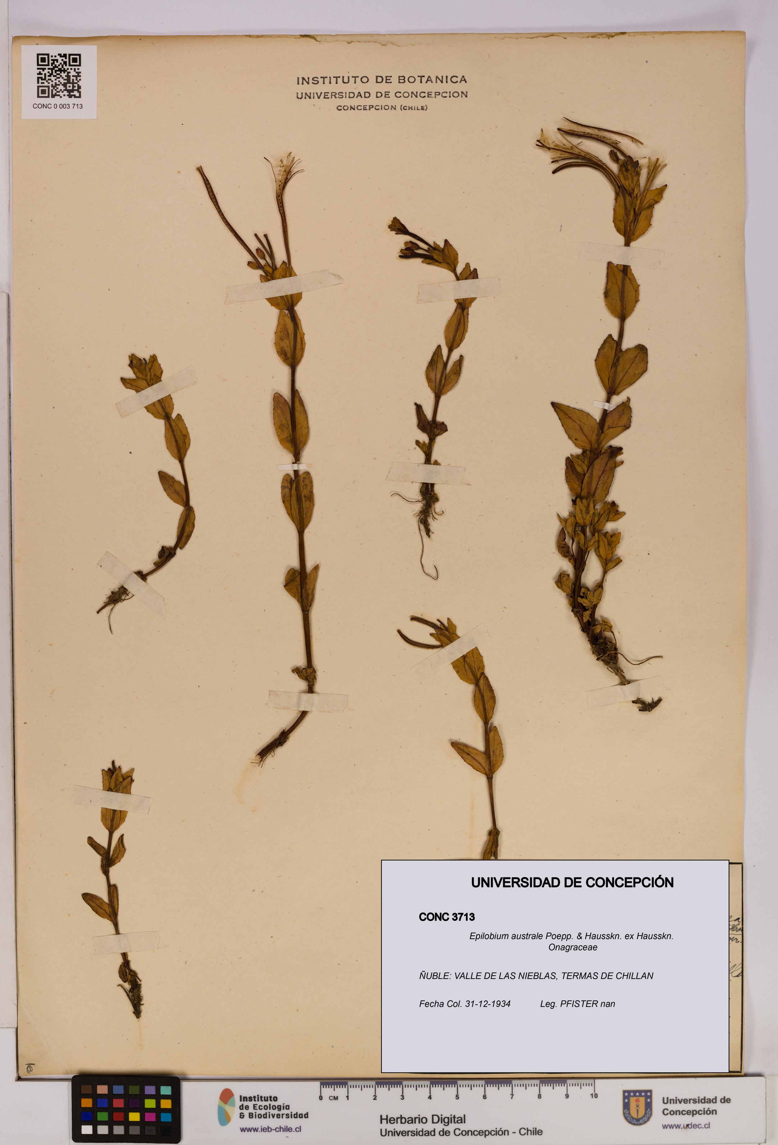 Epilobium australe [Espécimen: UDEC:CONC:0003713]