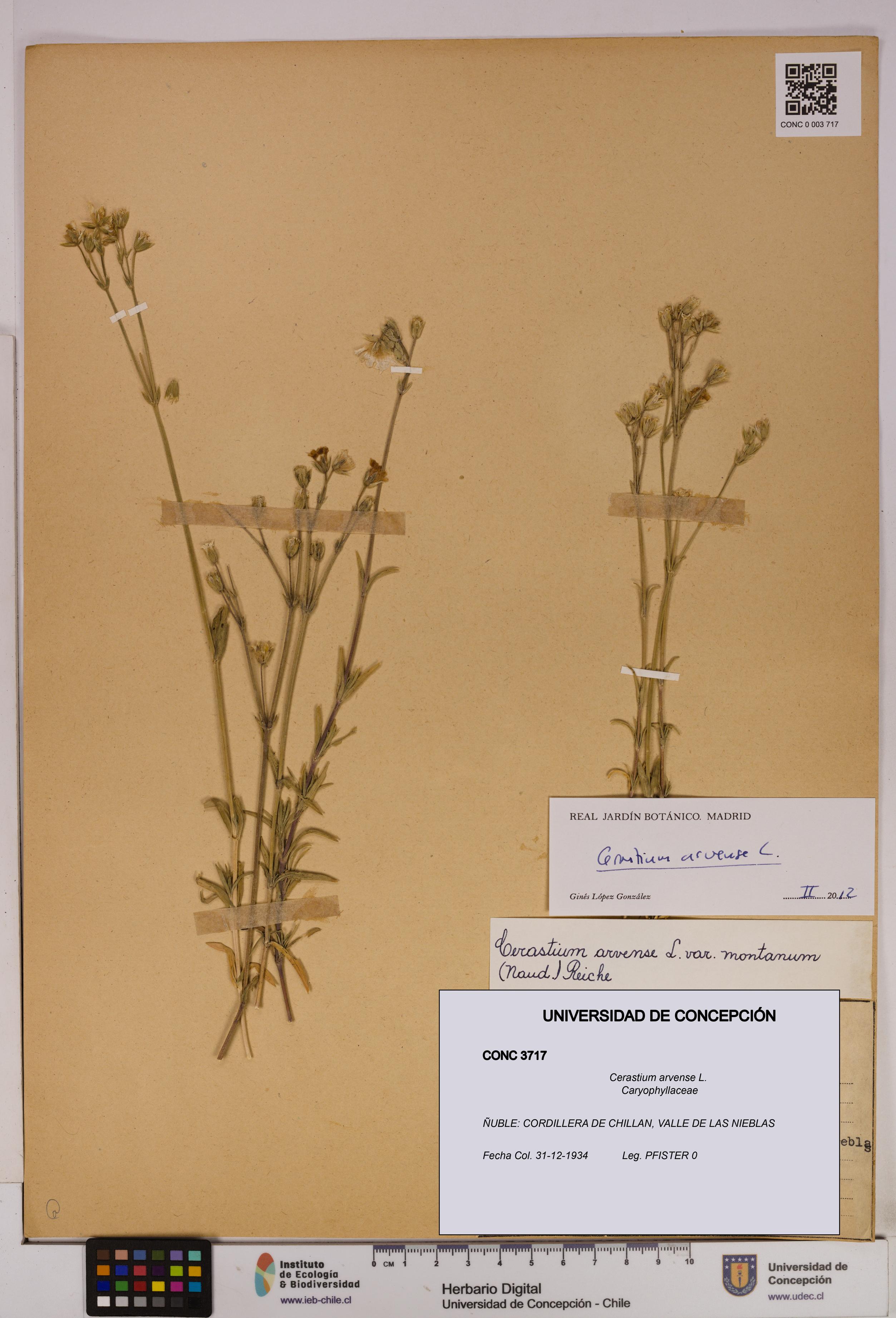 Cerastium arvense [Espécimen: UDEC:CONC:0003717]