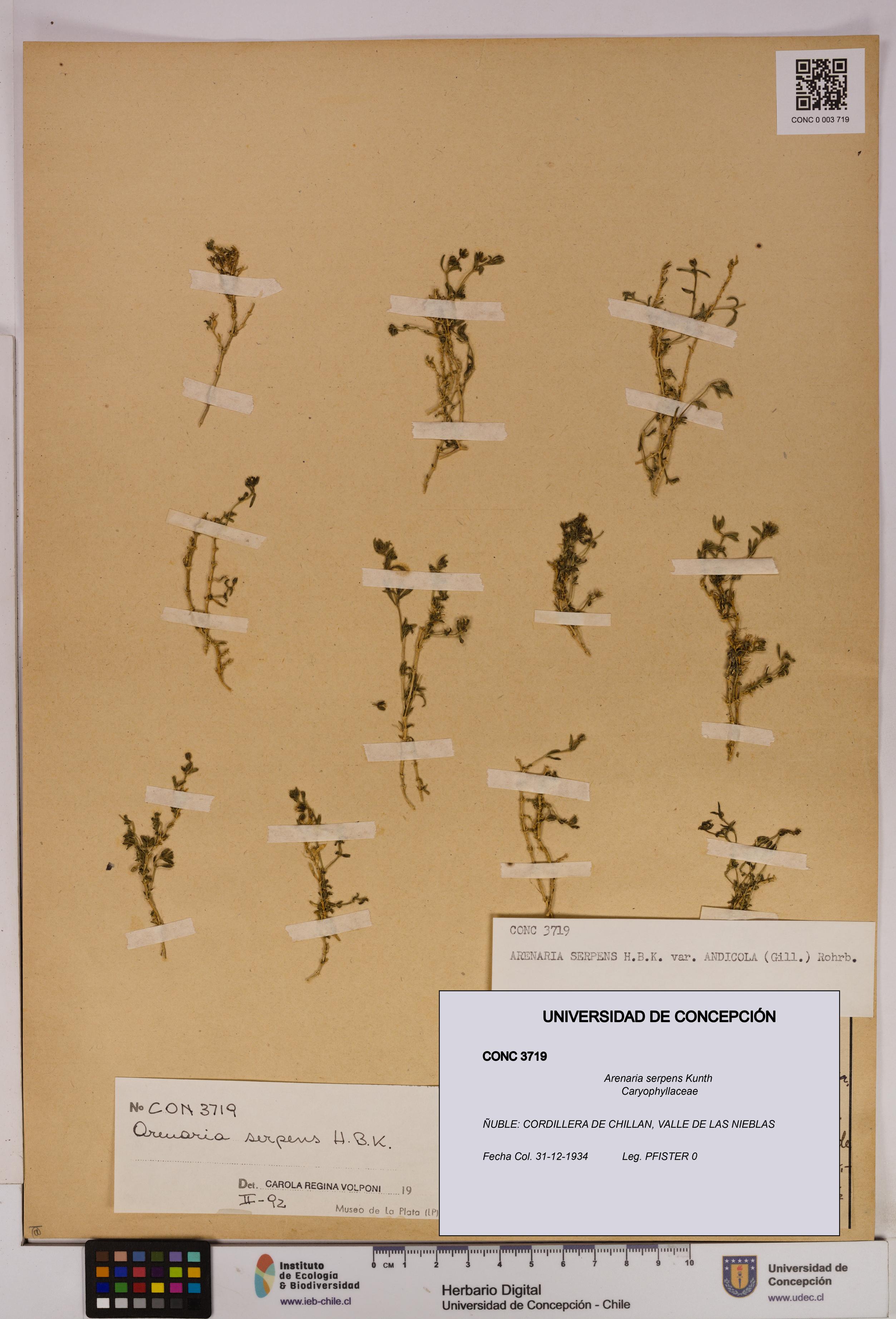 Arenaria serpens [Espécimen: UDEC:CONC:0003719]
