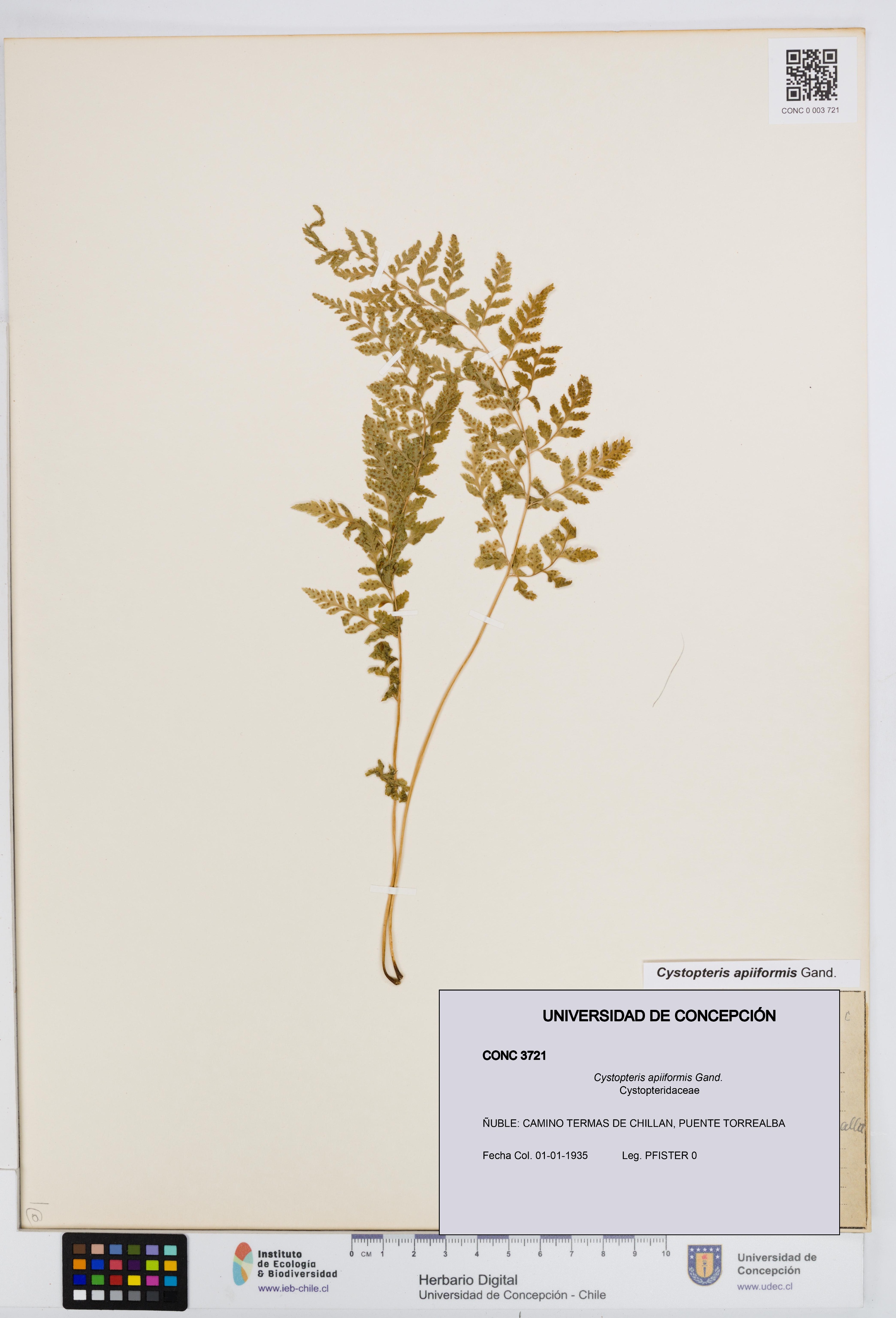 Cystopteris apiiformis [Espécimen: UDEC:CONC:0003721]