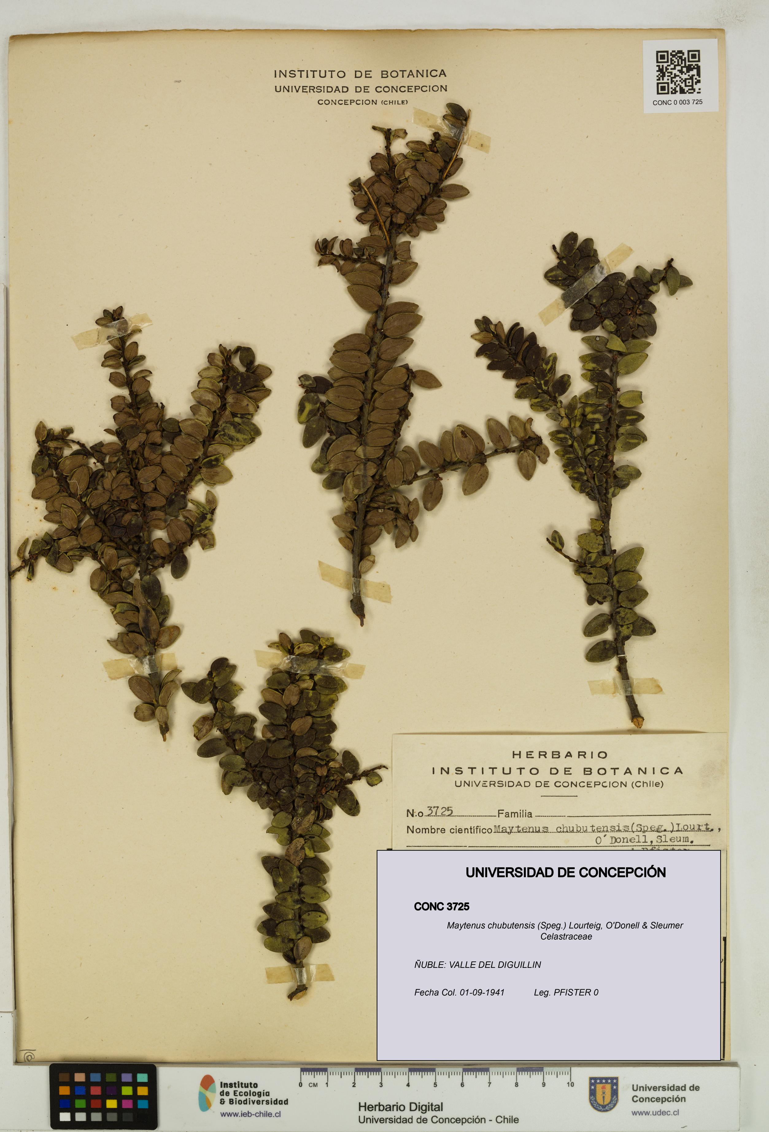 Maytenus chubutensis [Espécimen: UDEC:CONC:0003725]