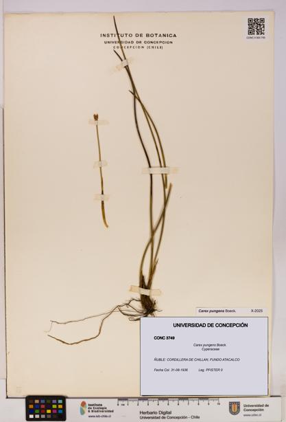 Carex pungens [Espécimen: UDEC:CONC:0003749]