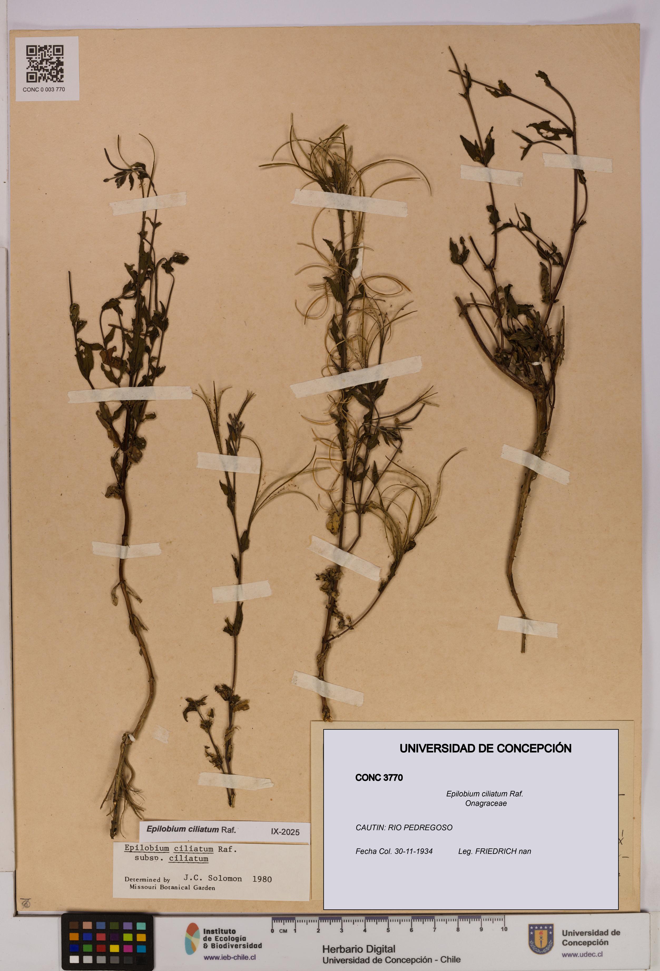 Epilobium ciliatum [Espécimen: UDEC:CONC:0003770]