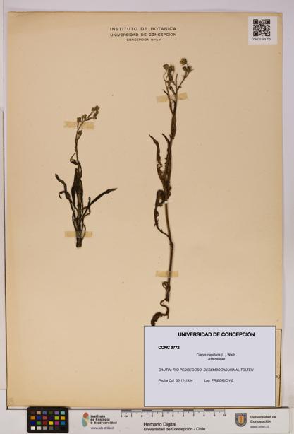 Crepis capillaris [Espécimen: UDEC:CONC:0003772]