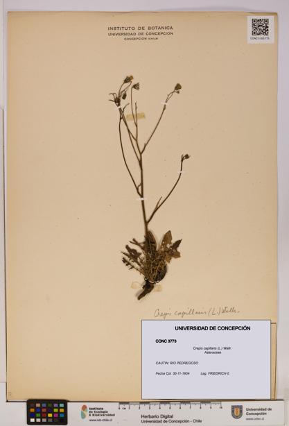Crepis capillaris [Espécimen: UDEC:CONC:0003773]