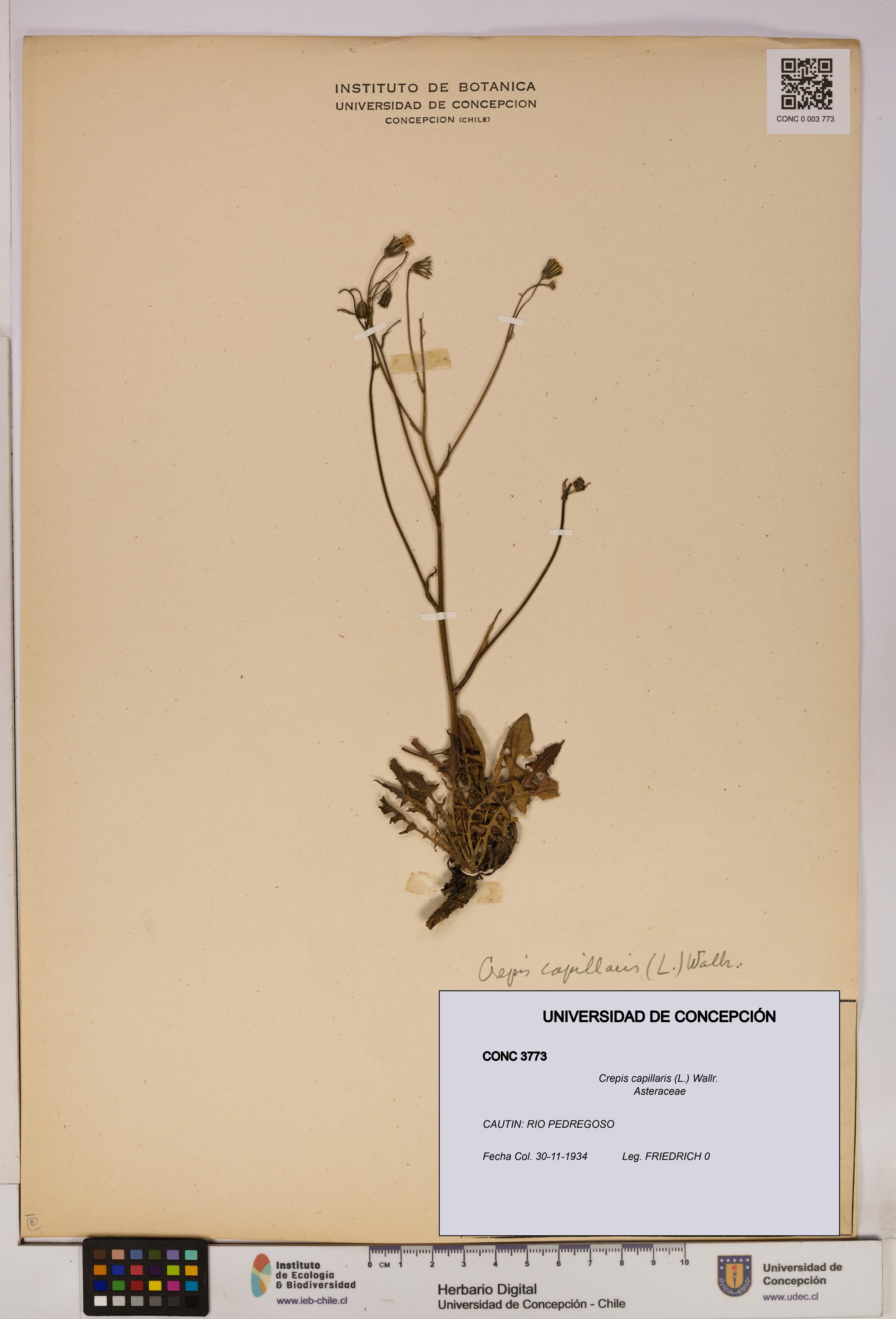 Crepis capillaris [Espécimen: UDEC:CONC:0003773]