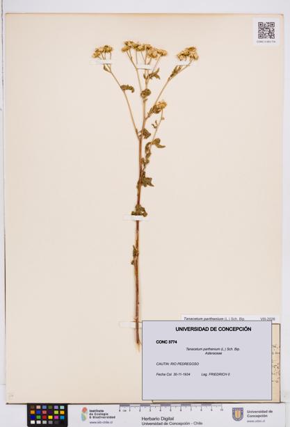 Tanacetum parthenium [Espécimen: ]