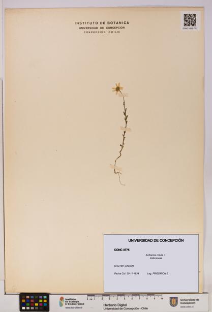 Anthemis cotula [Espécimen: UDEC:CONC:0003775]