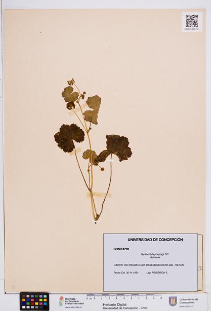 Hydrocotyle poeppigii [Espécimen: ]