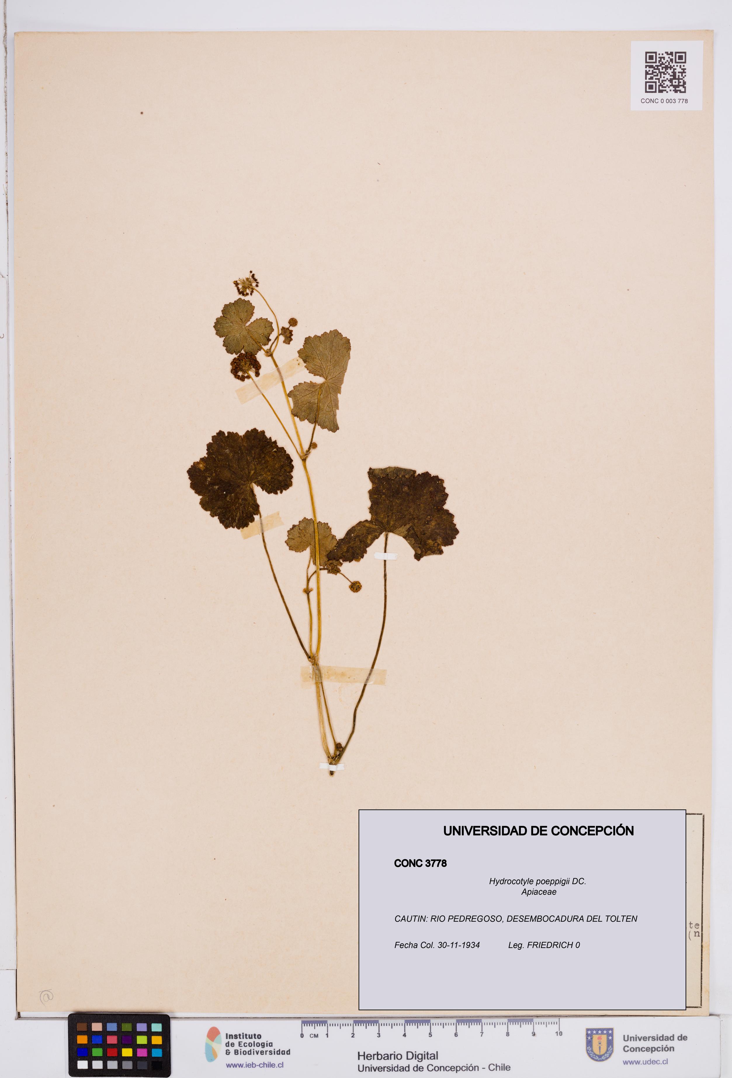 Hydrocotyle poeppigii [Espécimen: ]