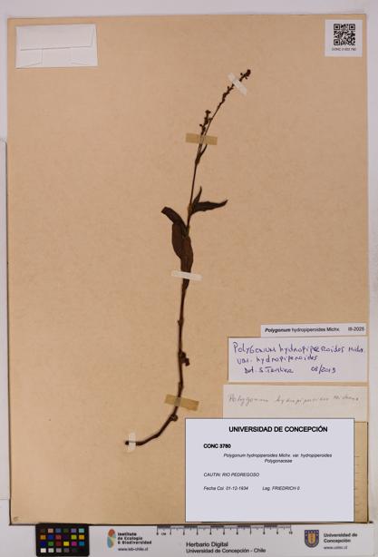 Polygonum hydropiperoides var. hydropiperoides [Espécimen: UDEC:CONC:0003780]