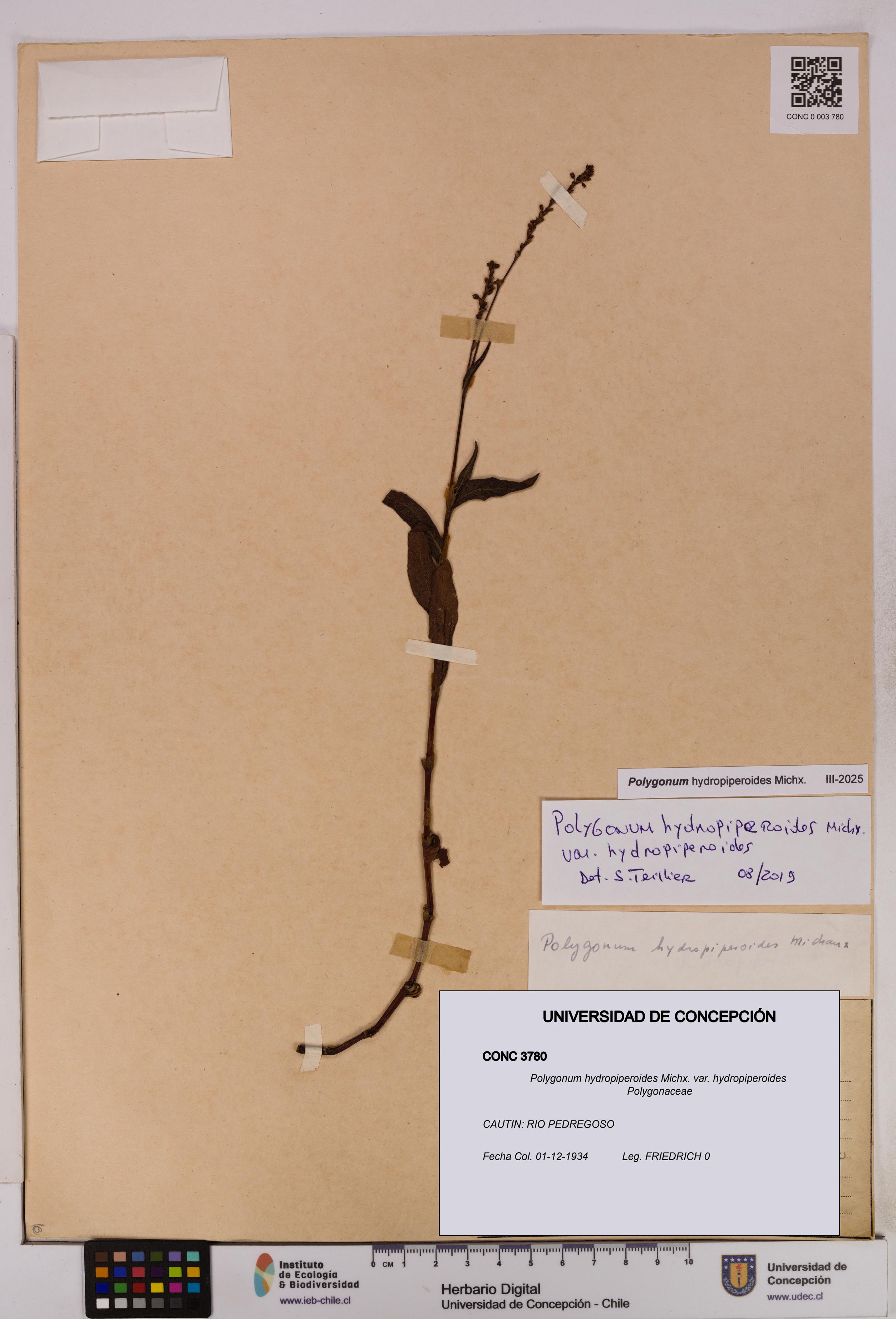 Polygonum hydropiperoides var. hydropiperoides [Espécimen: UDEC:CONC:0003780]