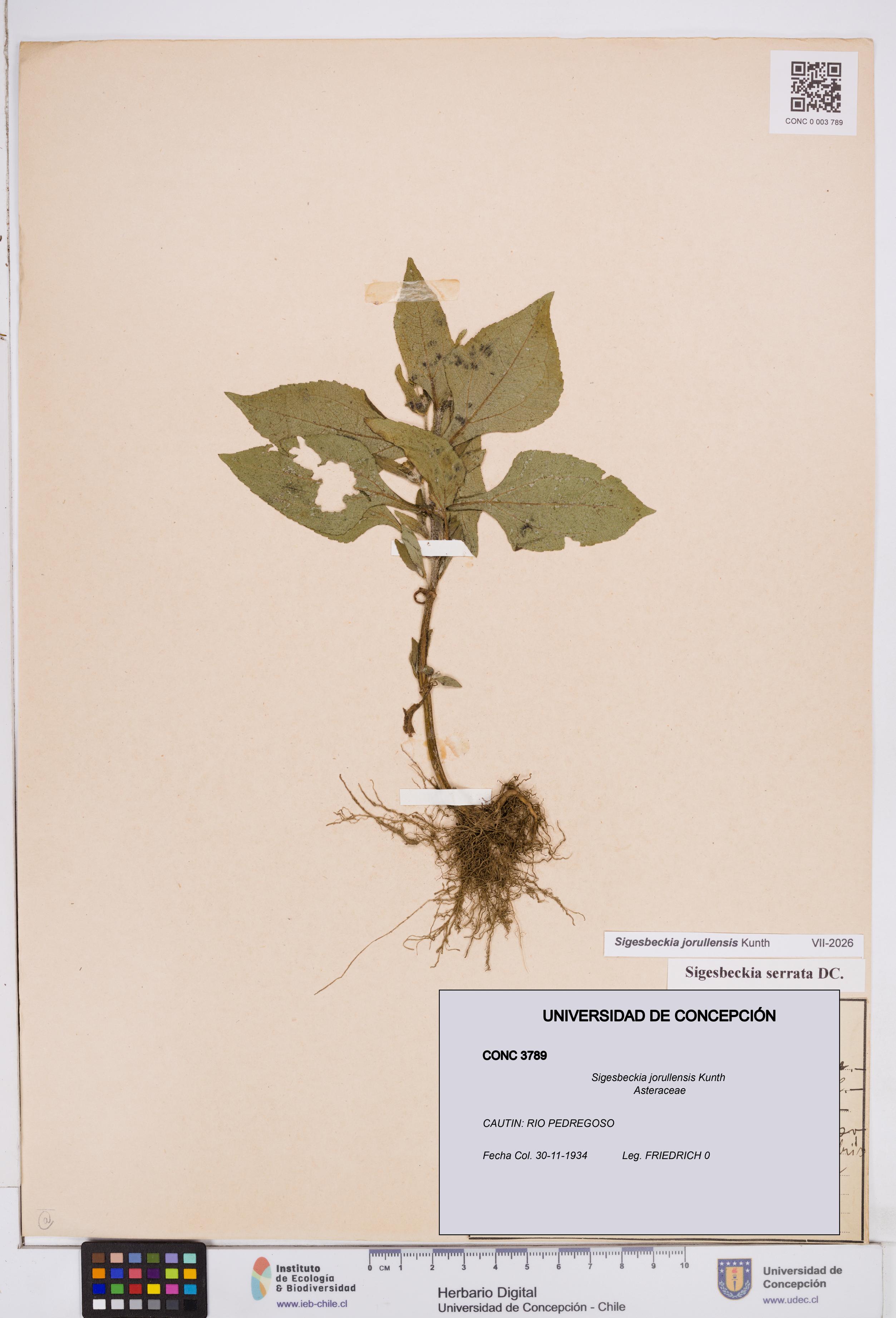 Sigesbeckia jorullensis [Espécimen: ]