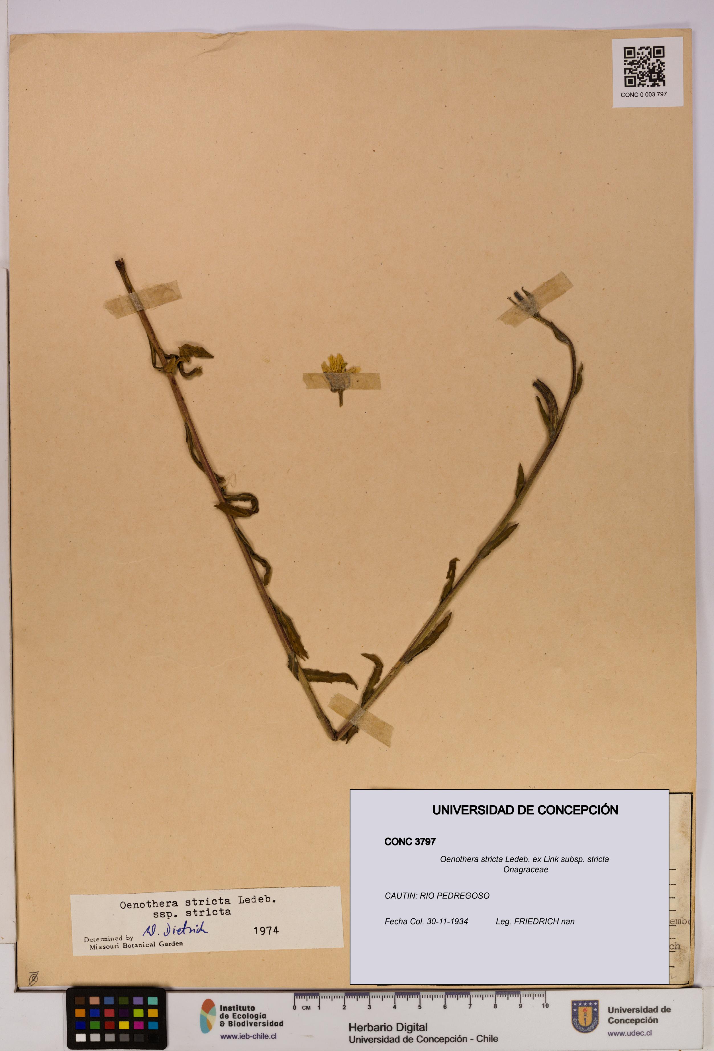 Oenothera stricta subsp. stricta [Espécimen: UDEC:CONC:0003797]