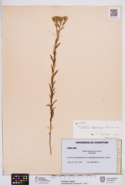 Triptilion spinosum [Espécimen: ]