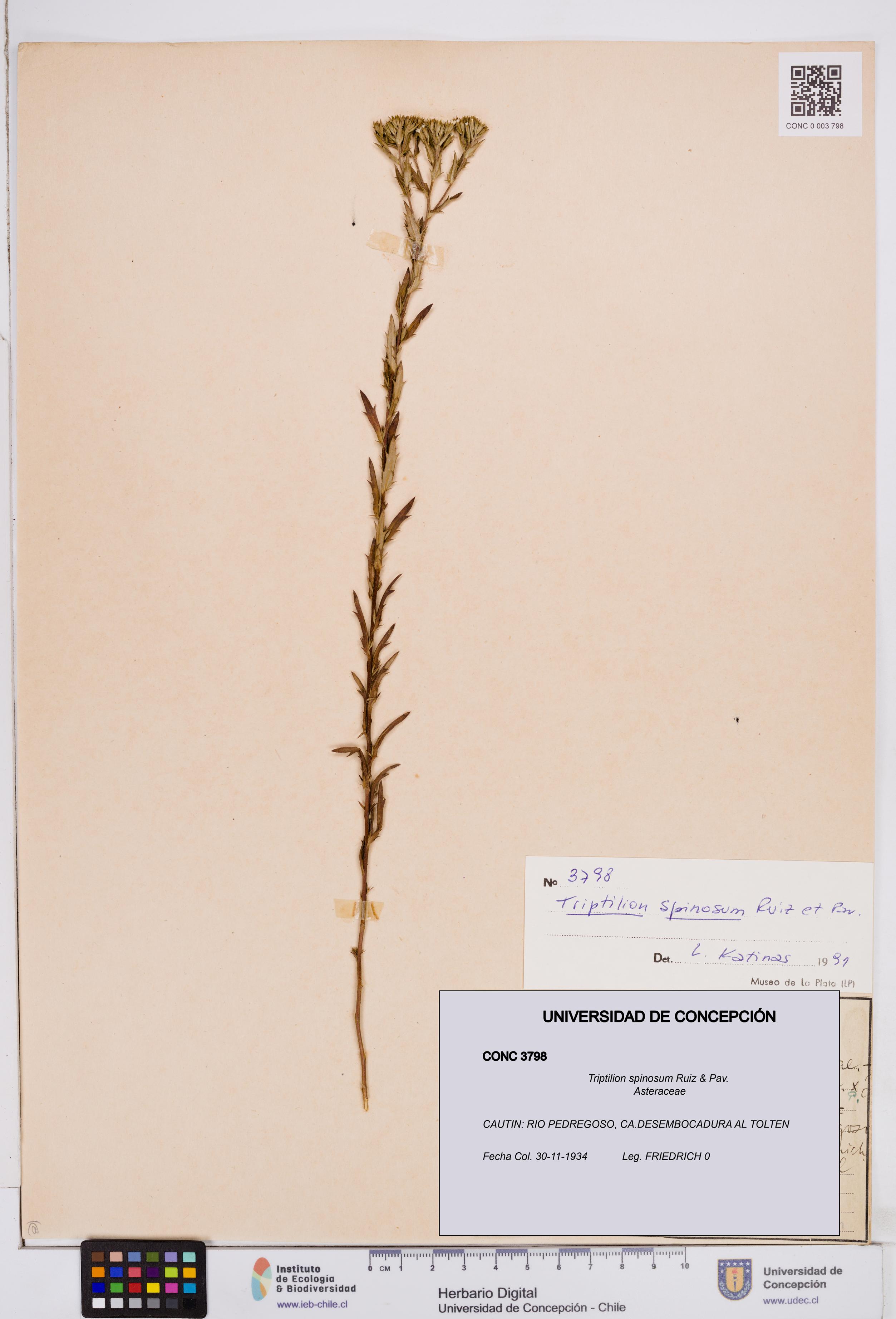 Triptilion spinosum [Espécimen: ]