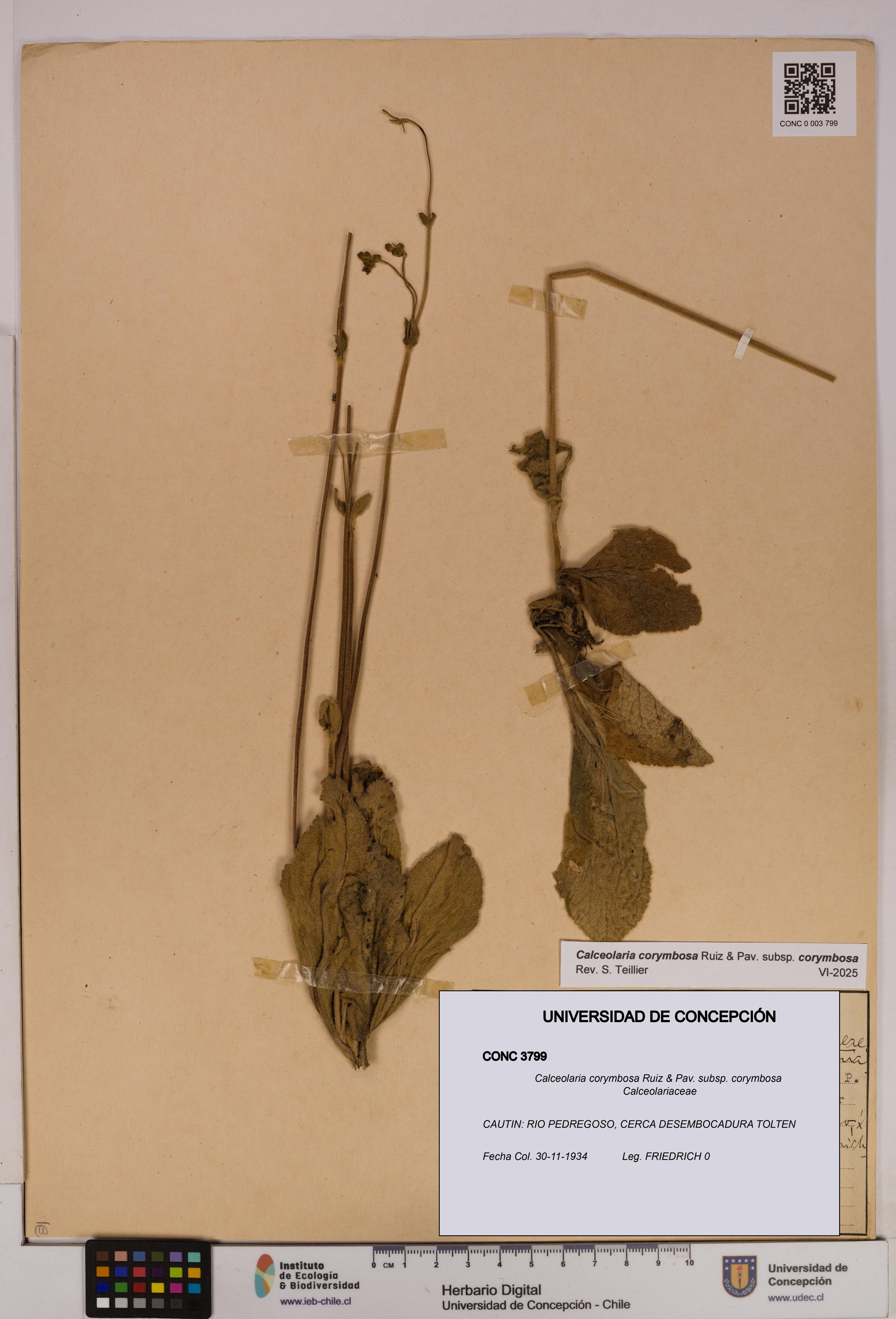 Calceolaria corymbosa [Espécimen: UDEC:CONC:0003799]