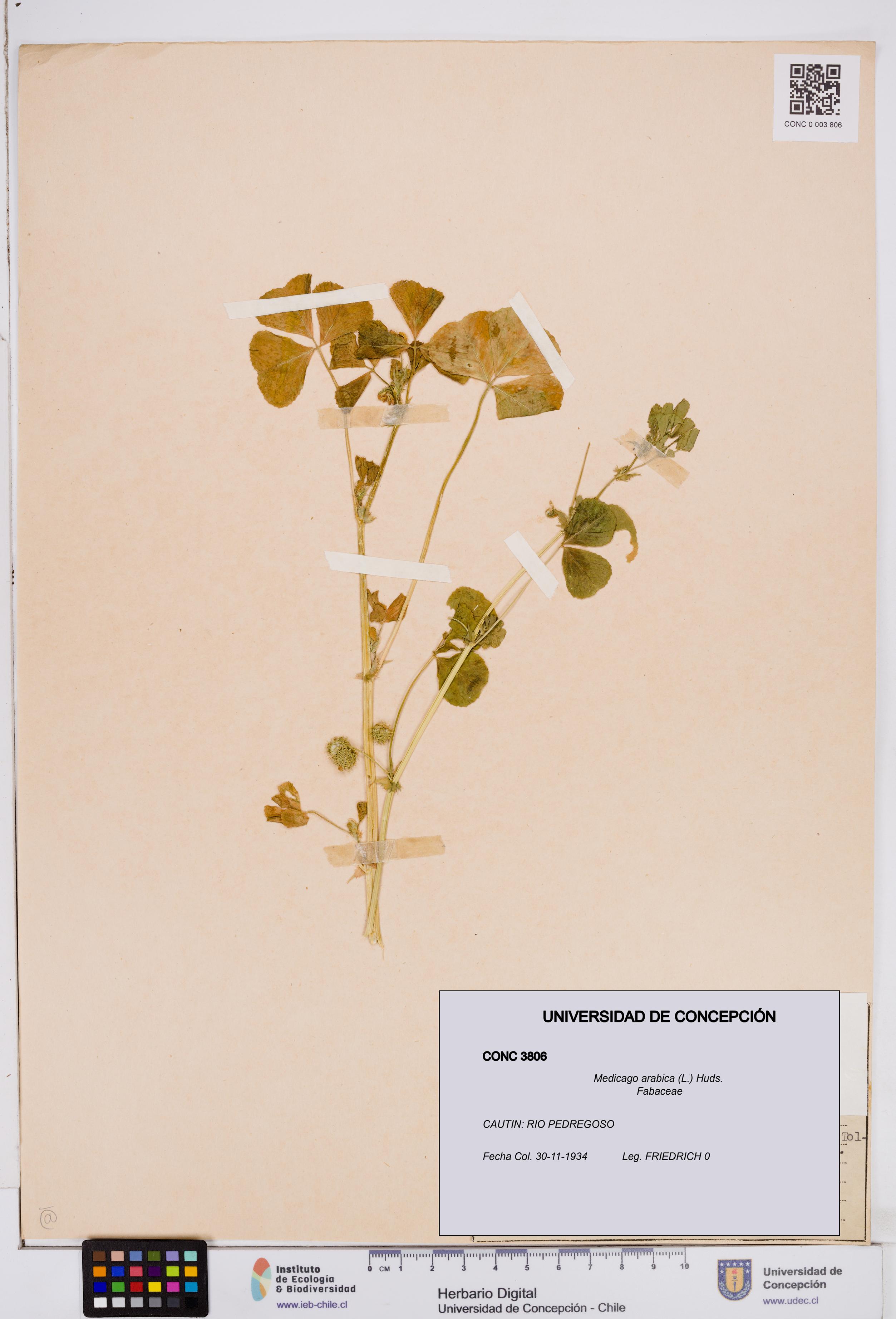 Medicago arabica [Espécimen: ]