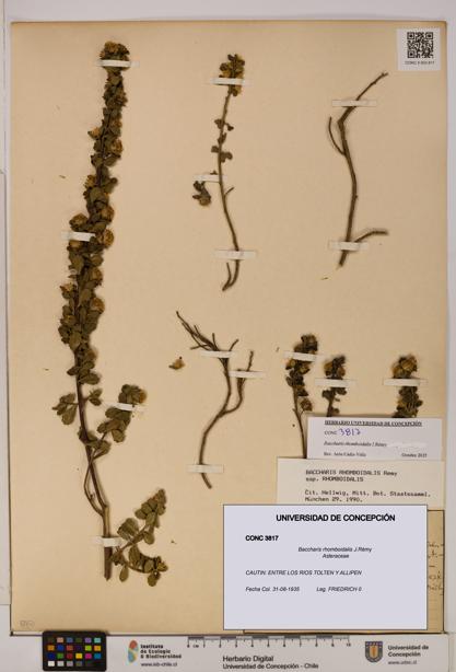 Baccharis rhomboidalis [Espécimen: UDEC:CONC:0003817]