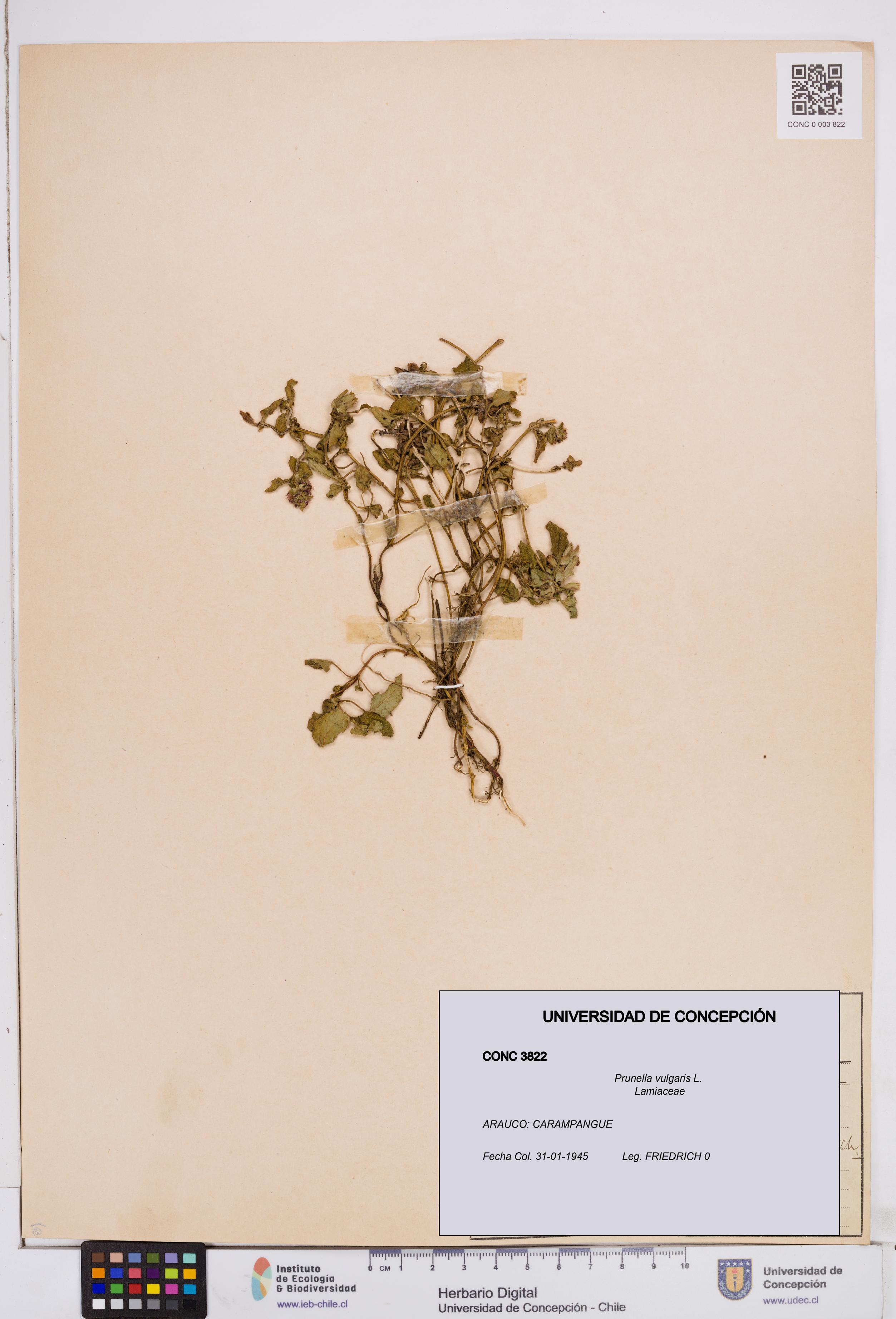 Prunella vulgaris [Espécimen: ]