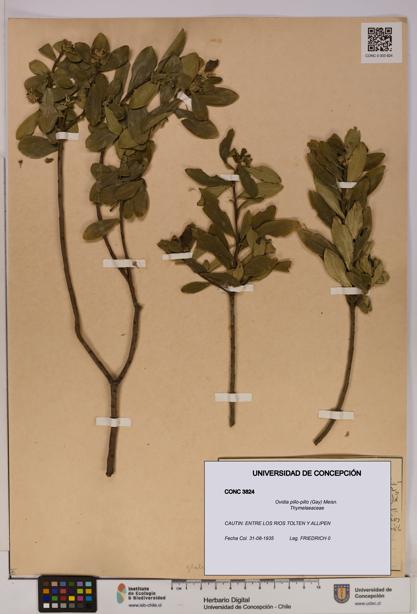 Ovidia pillo-pillo [Espécimen: UDEC:CONC:0003824]