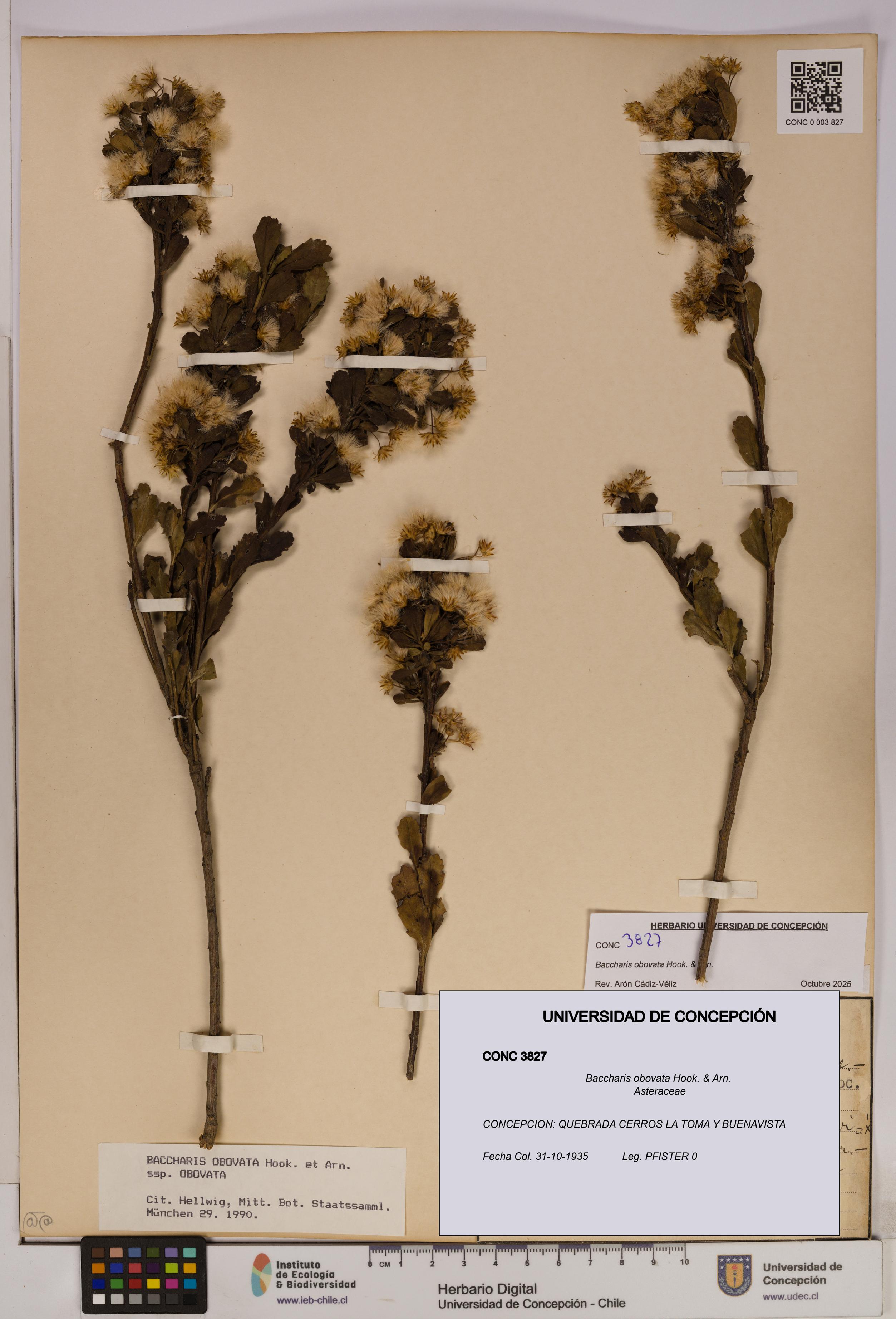 Baccharis obovata [Espécimen: UDEC:CONC:0003827]