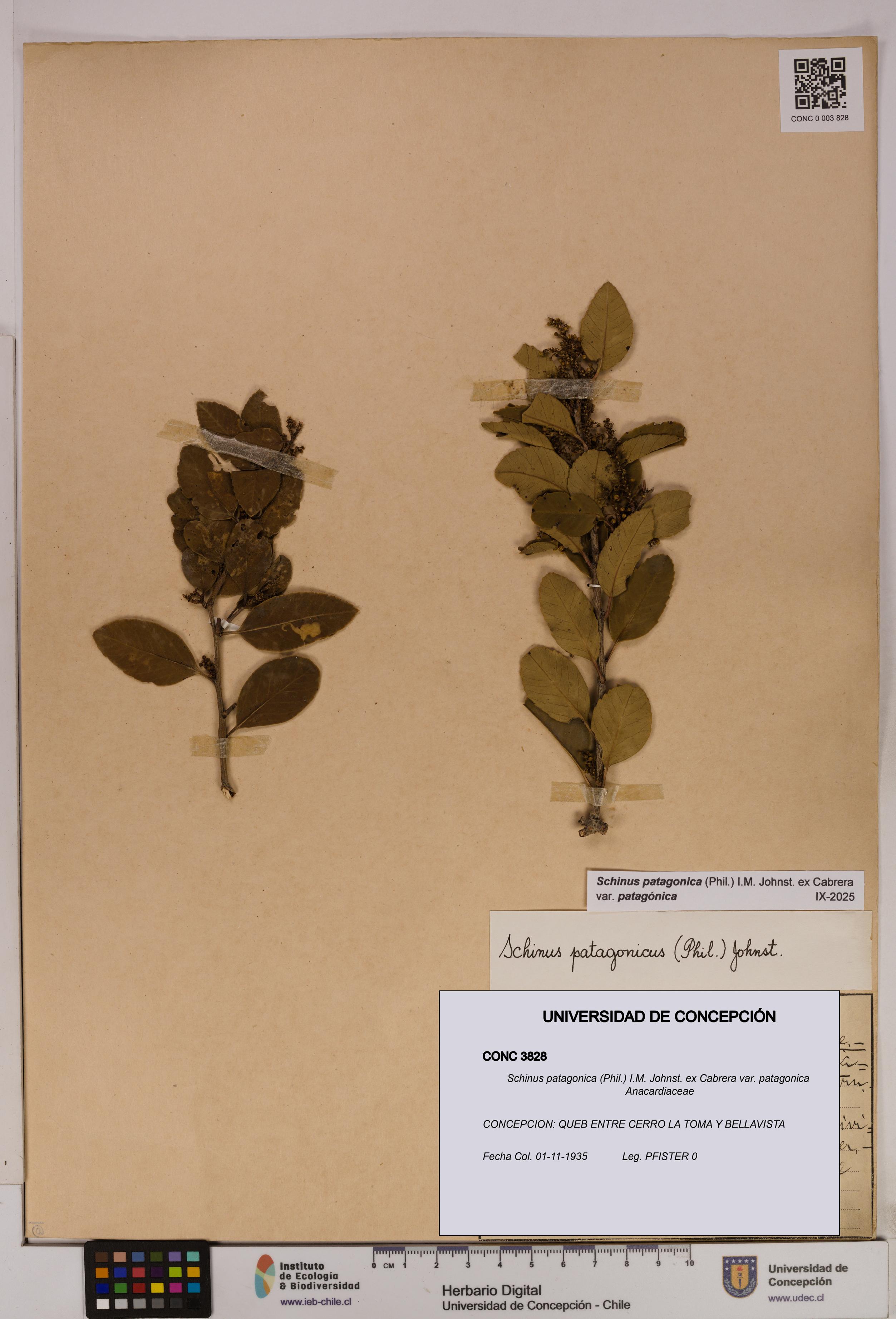 Schinus patagonica [Espécimen: UDEC:CONC:0003828]