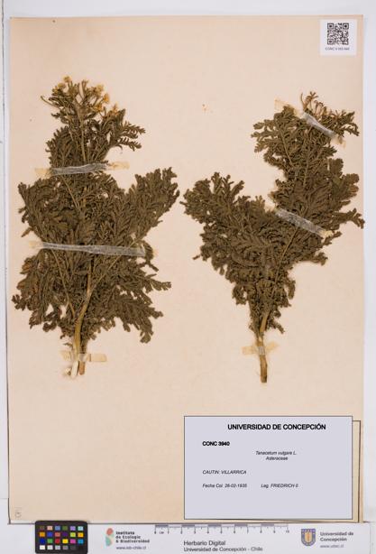 Tanacetum vulgare [Espécimen: ]