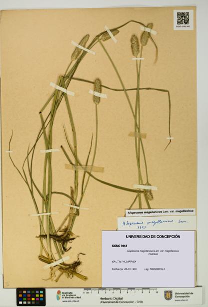 Alopecurus magellanicus var. magellanicus [Espécimen: UDEC:CONC:0003943]