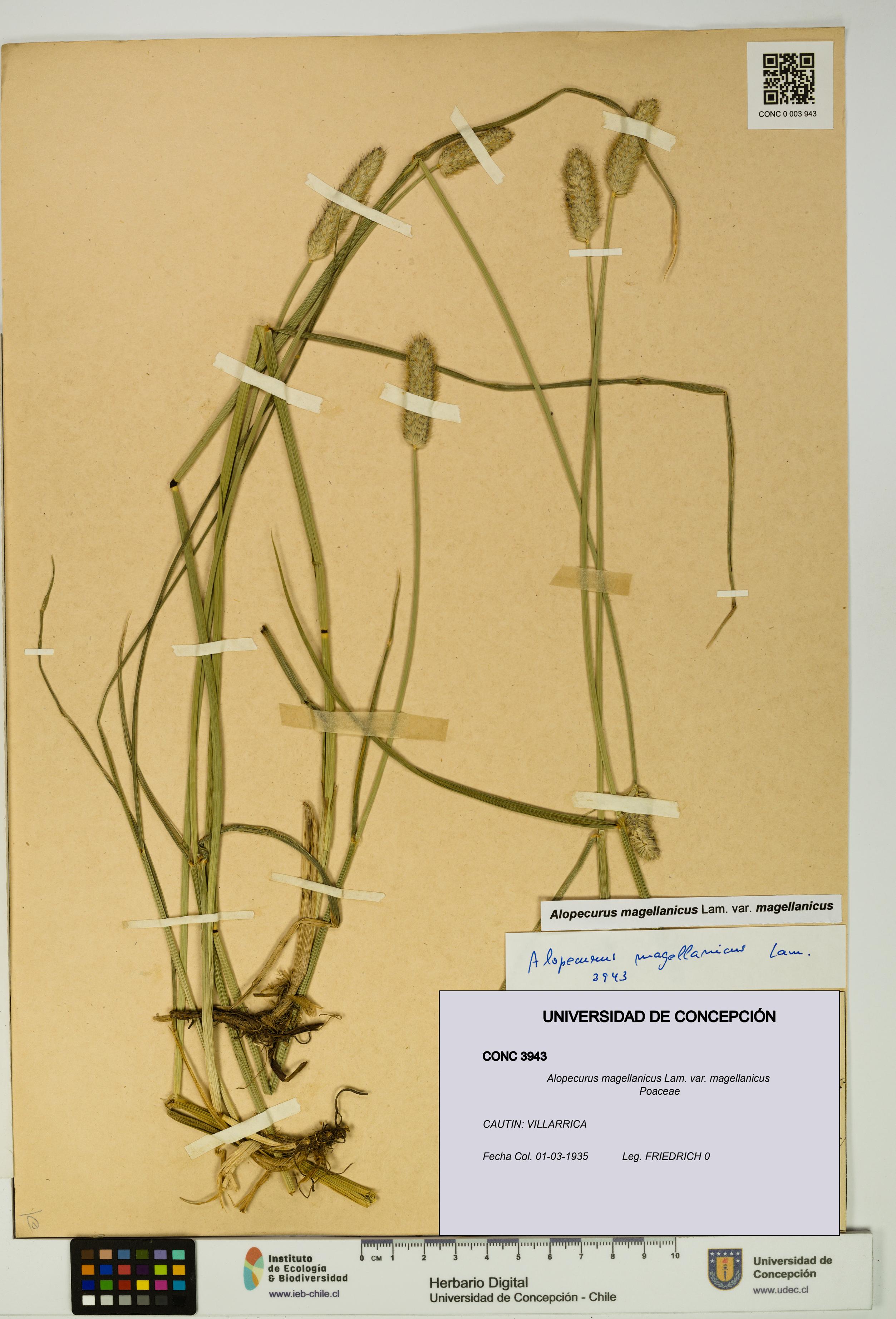 Alopecurus magellanicus var. magellanicus [Espécimen: UDEC:CONC:0003943]