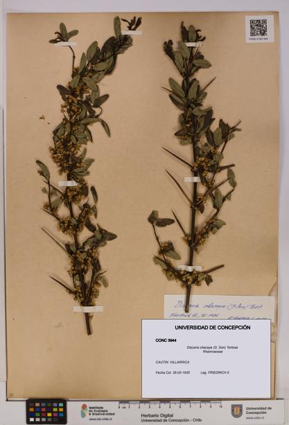 Discaria chacaye [Espécimen: UDEC:CONC:0003944]