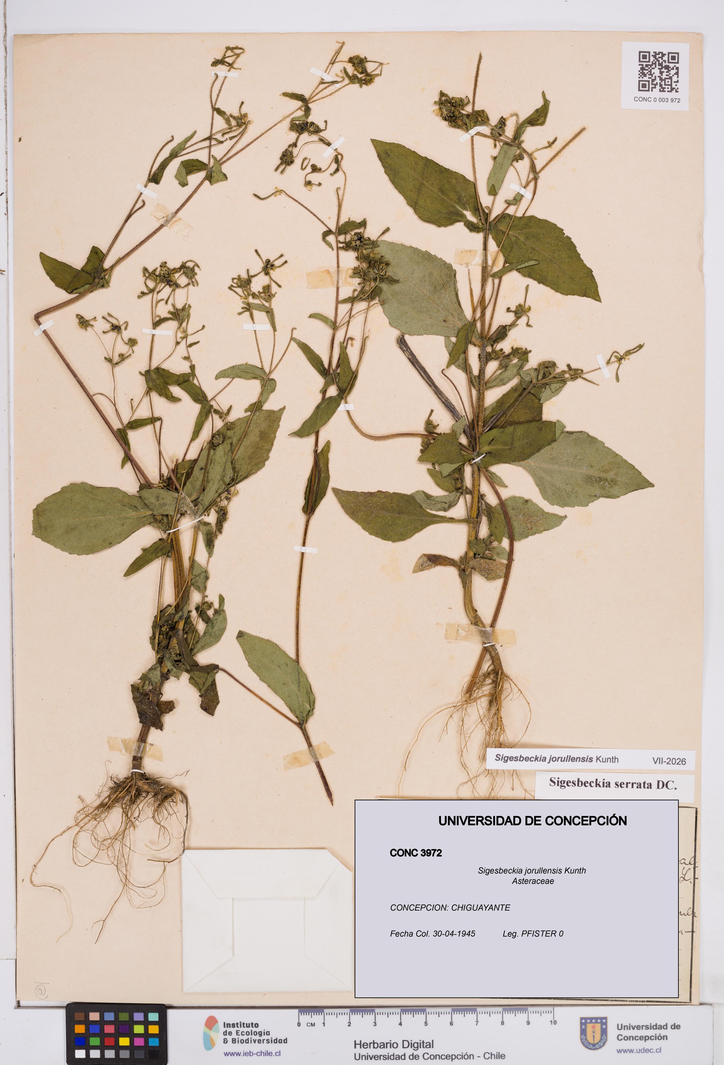 Sigesbeckia jorullensis [Espécimen: ]