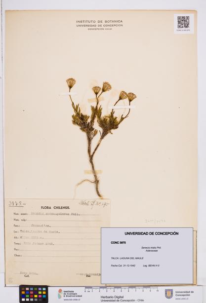 Senecio tristis [Espécimen: ]