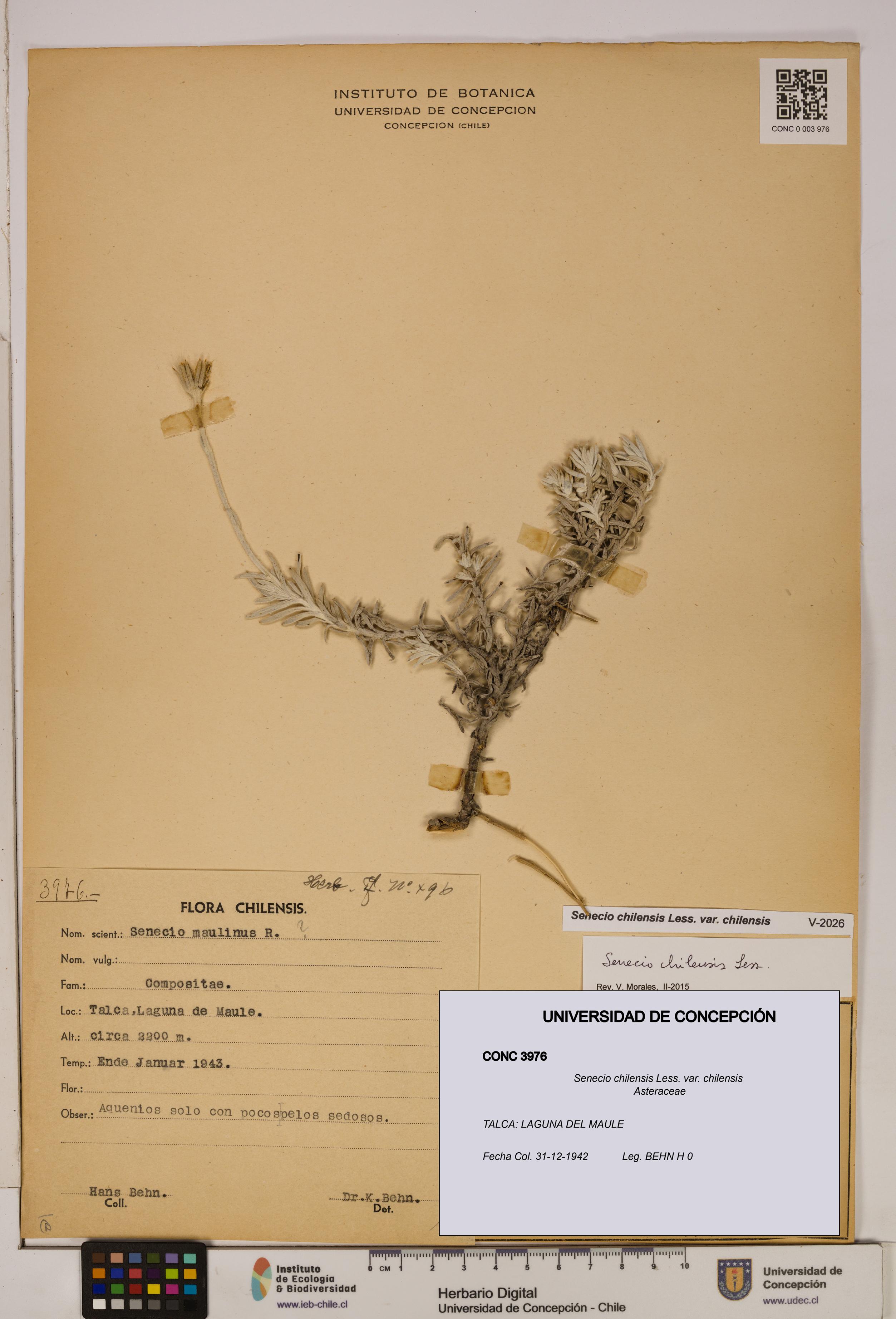Senecio chilensis var. chilensis [Espécimen: UDEC:CONC:0003976]