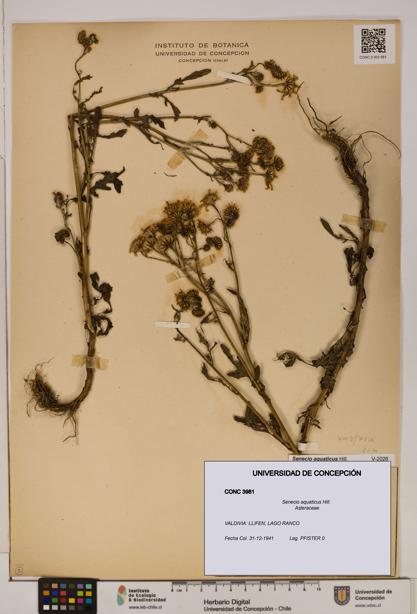 Senecio aquaticus [Espécimen: UDEC:CONC:0003981]