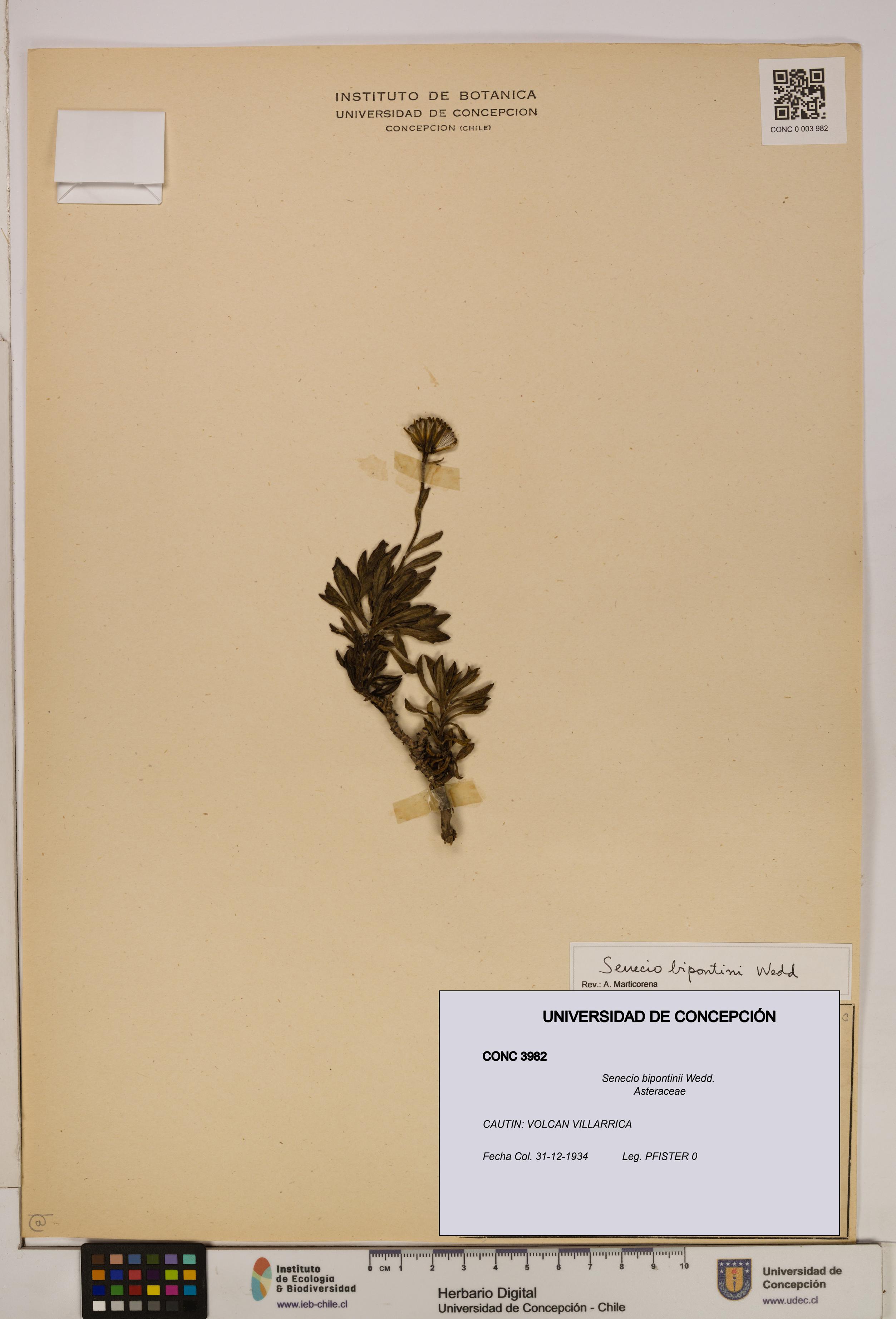 Senecio bipontinii [Espécimen: UDEC:CONC:0003982]