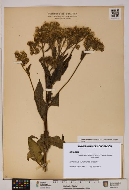 Pelseria otites [Espécimen: ]