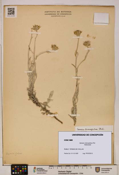 Senecio chionophilus [Espécimen: UDEC:CONC:0003985]