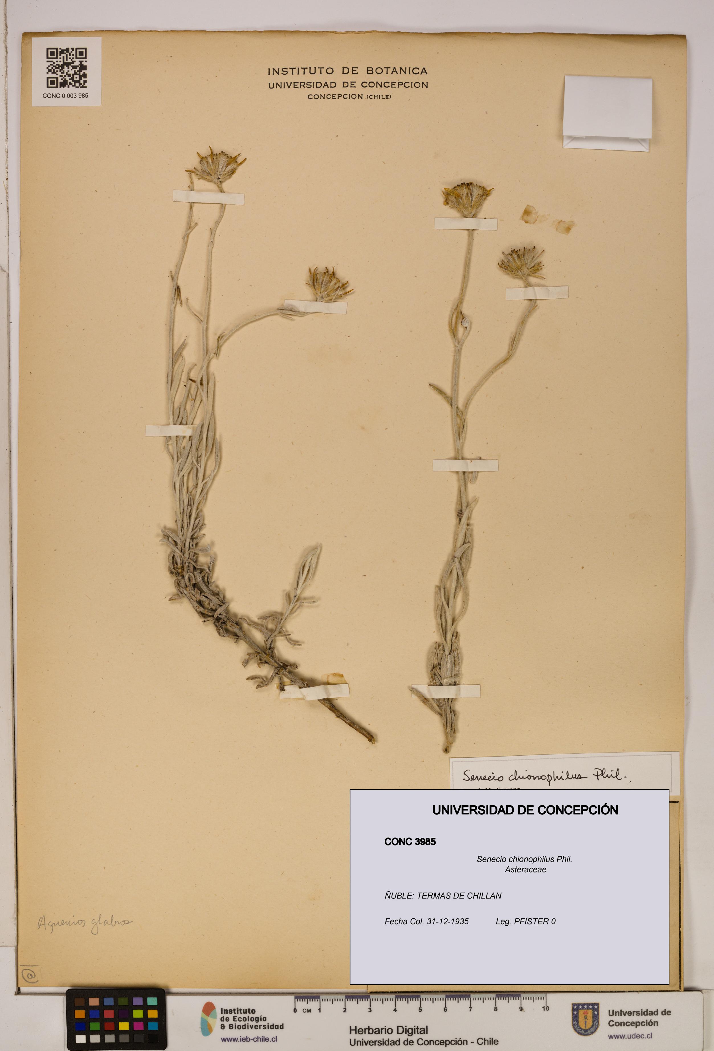 Senecio chionophilus [Espécimen: UDEC:CONC:0003985]