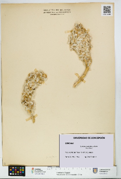 Senecio eriophyton [Espécimen: UDEC:CONC:0003987]