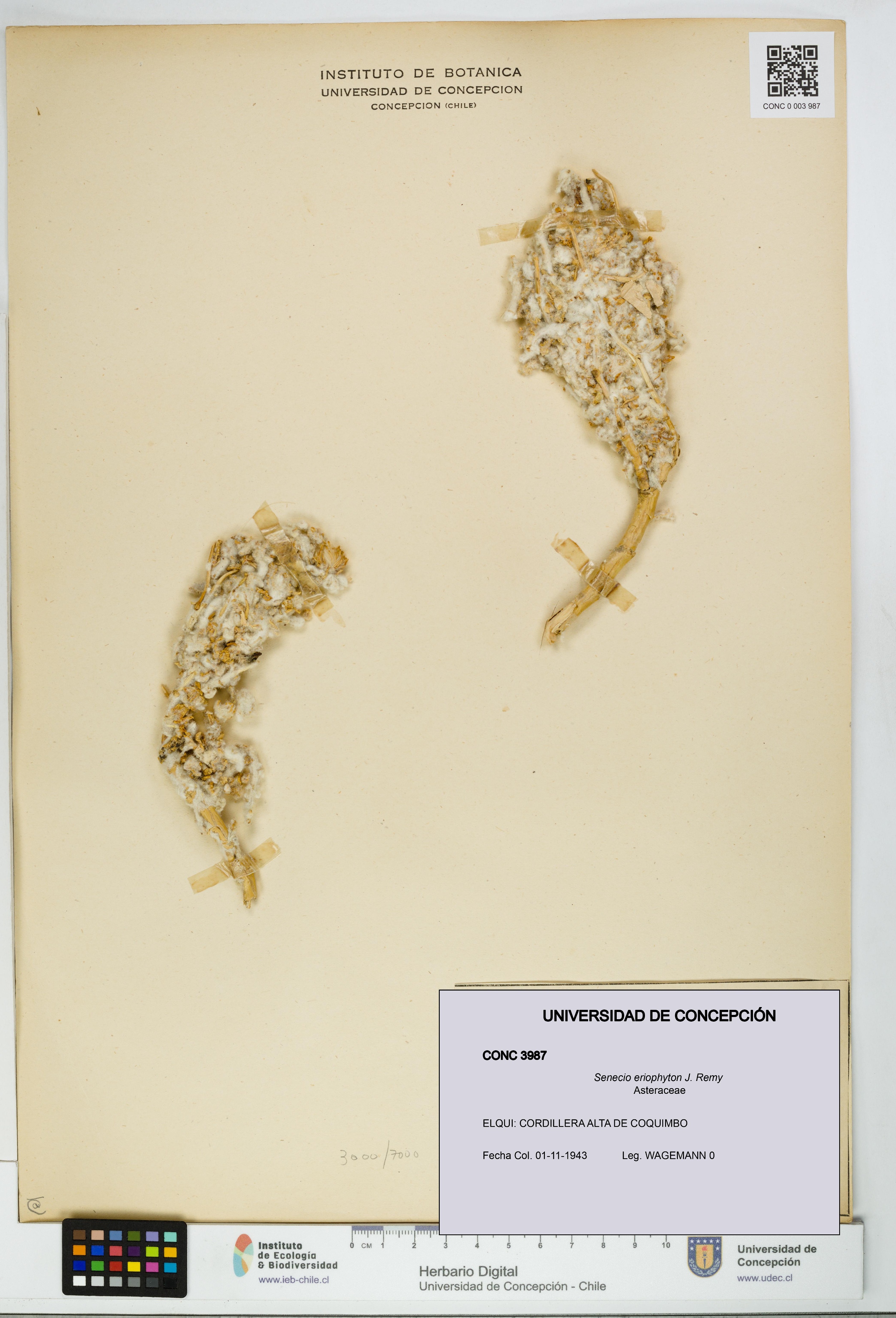 Senecio eriophyton [Espécimen: UDEC:CONC:0003987]