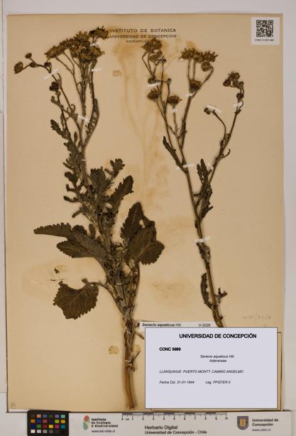 Senecio aquaticus [Espécimen: UDEC:CONC:0003989]