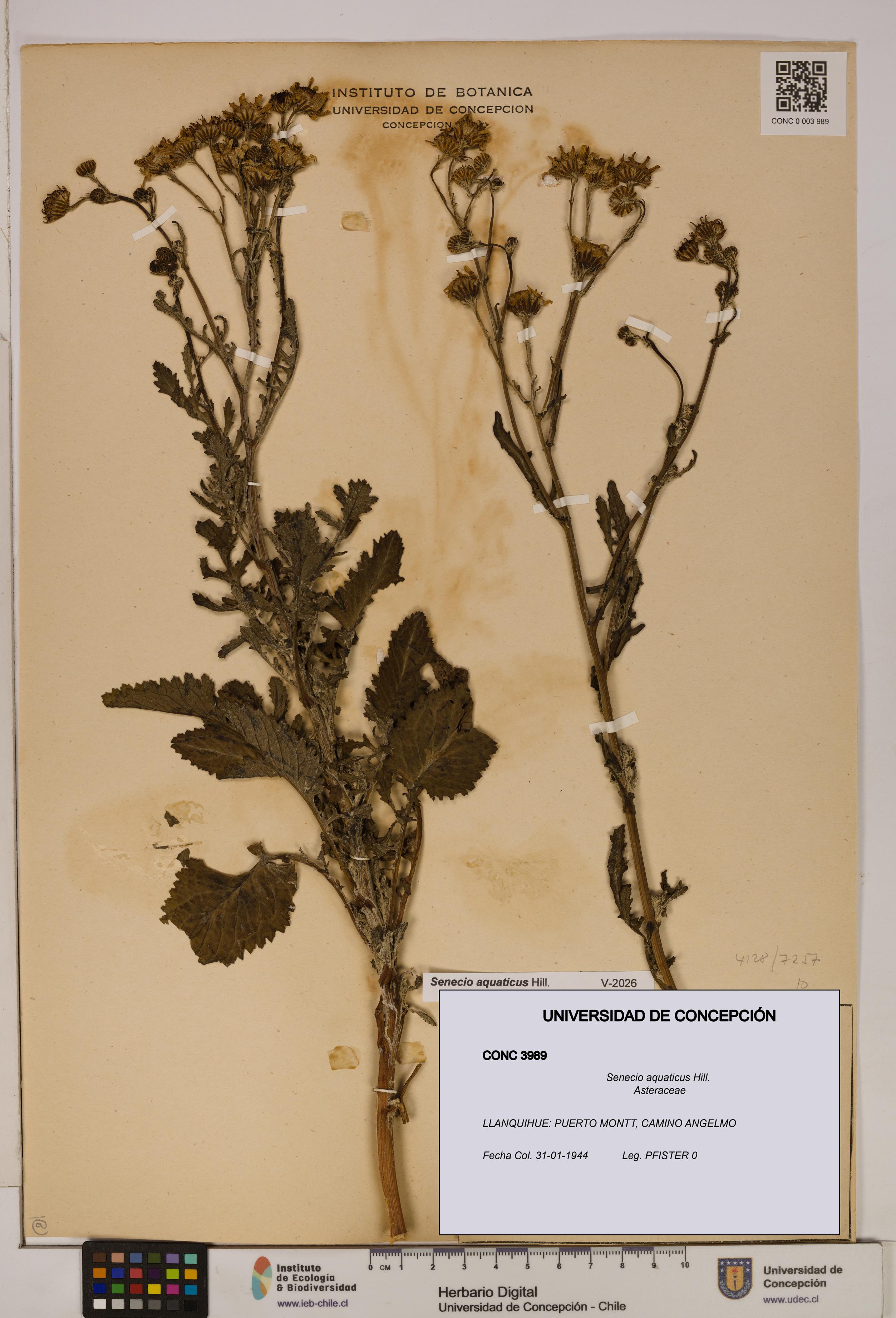 Senecio aquaticus [Espécimen: UDEC:CONC:0003989]