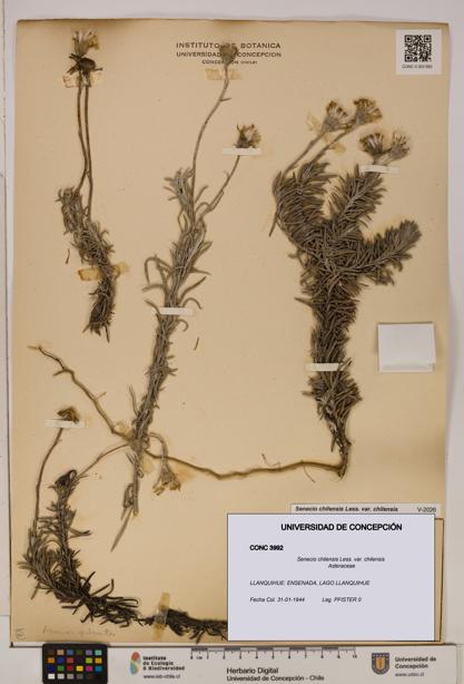 Senecio chilensis var. chilensis [Espécimen: UDEC:CONC:0003992]