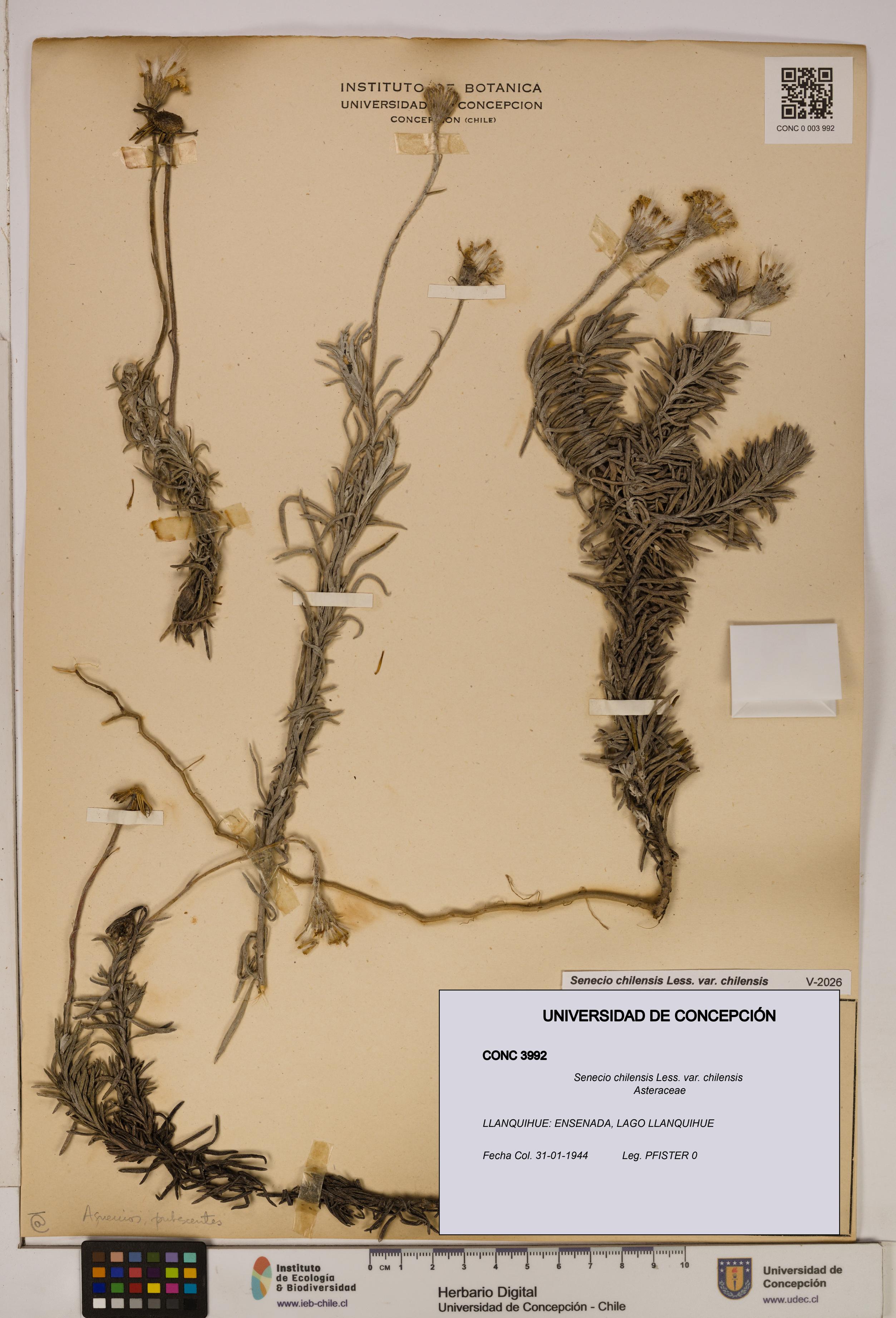 Senecio chilensis var. chilensis [Espécimen: UDEC:CONC:0003992]