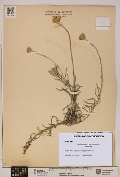 Senecio chilensis var. chilensis [Espécimen: UDEC:CONC:0003994]