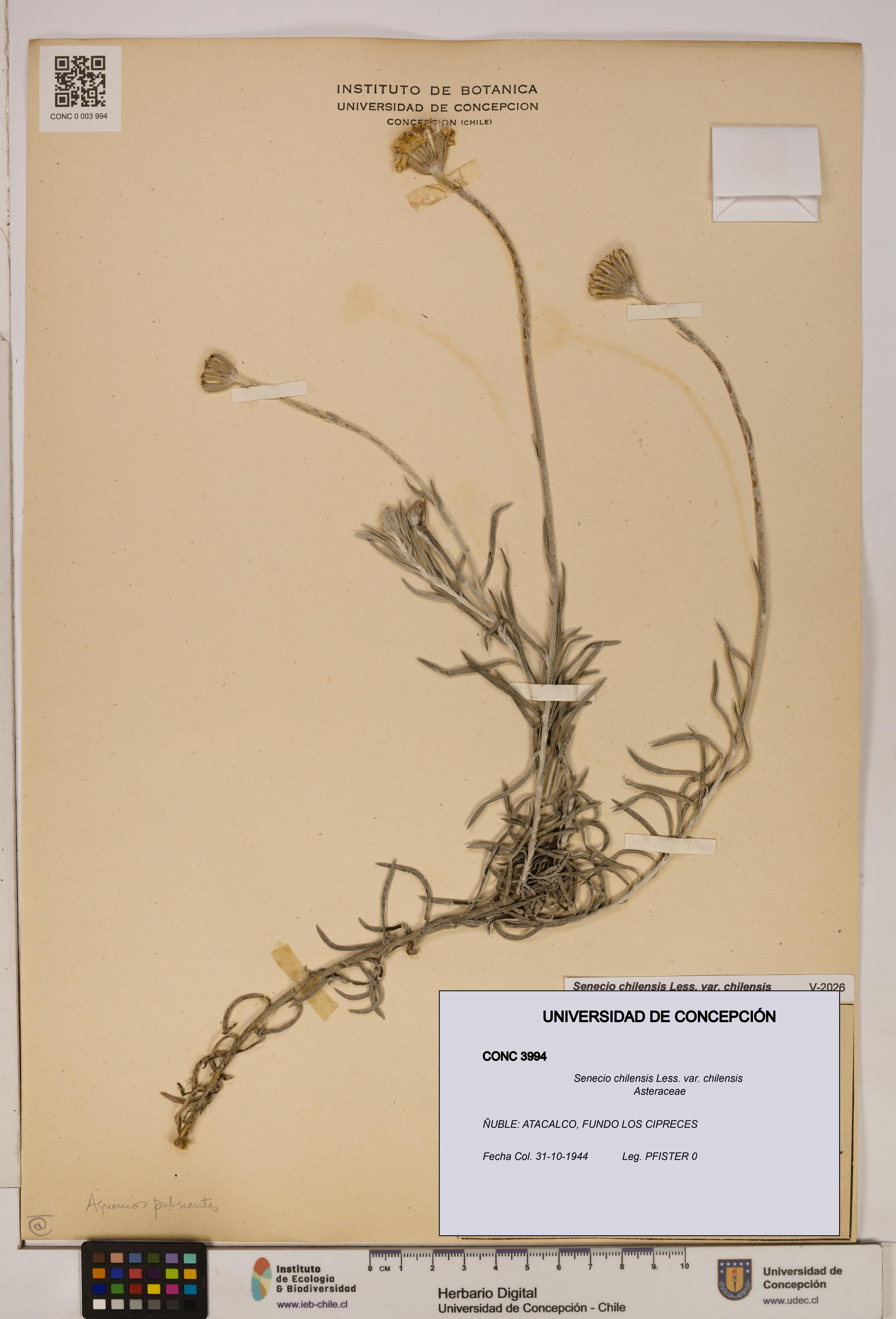 Senecio chilensis var. chilensis [Espécimen: UDEC:CONC:0003994]